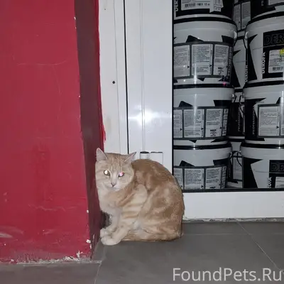 Найден кот, возле магазина derufa, Ленина 24