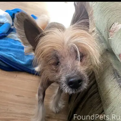 Пропала Китайская хохлатая собака Нюша, Михайловка