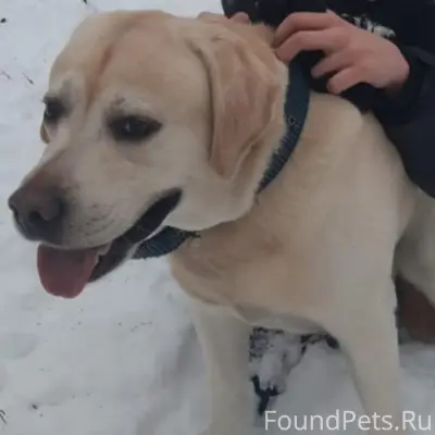 Пропал Лабрадор Элвин, Донское