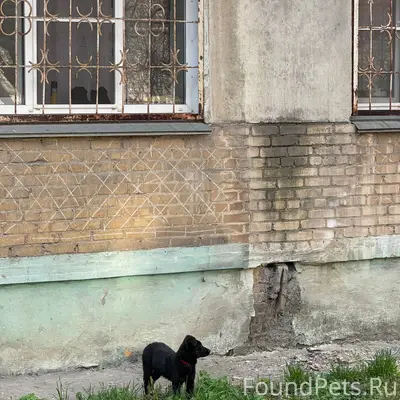 Найден щенок девочка, Энгельс/Сони Кривой