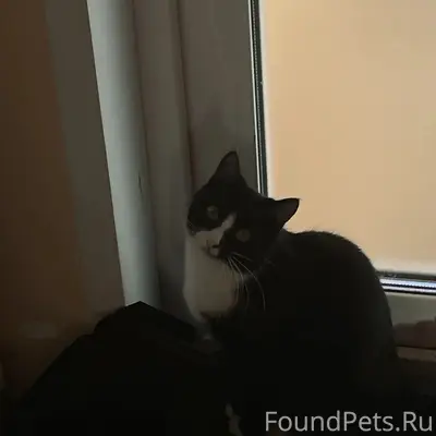 Пропала кошка Белла, район ул. Ильясова, ул. Гарипова
