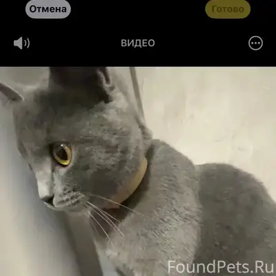 Пропала британская кошка Умка, с. Кызыл-Озек