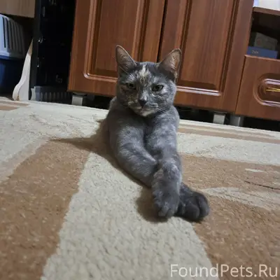 Пропала кошка Марта, Мкр. Красногорка