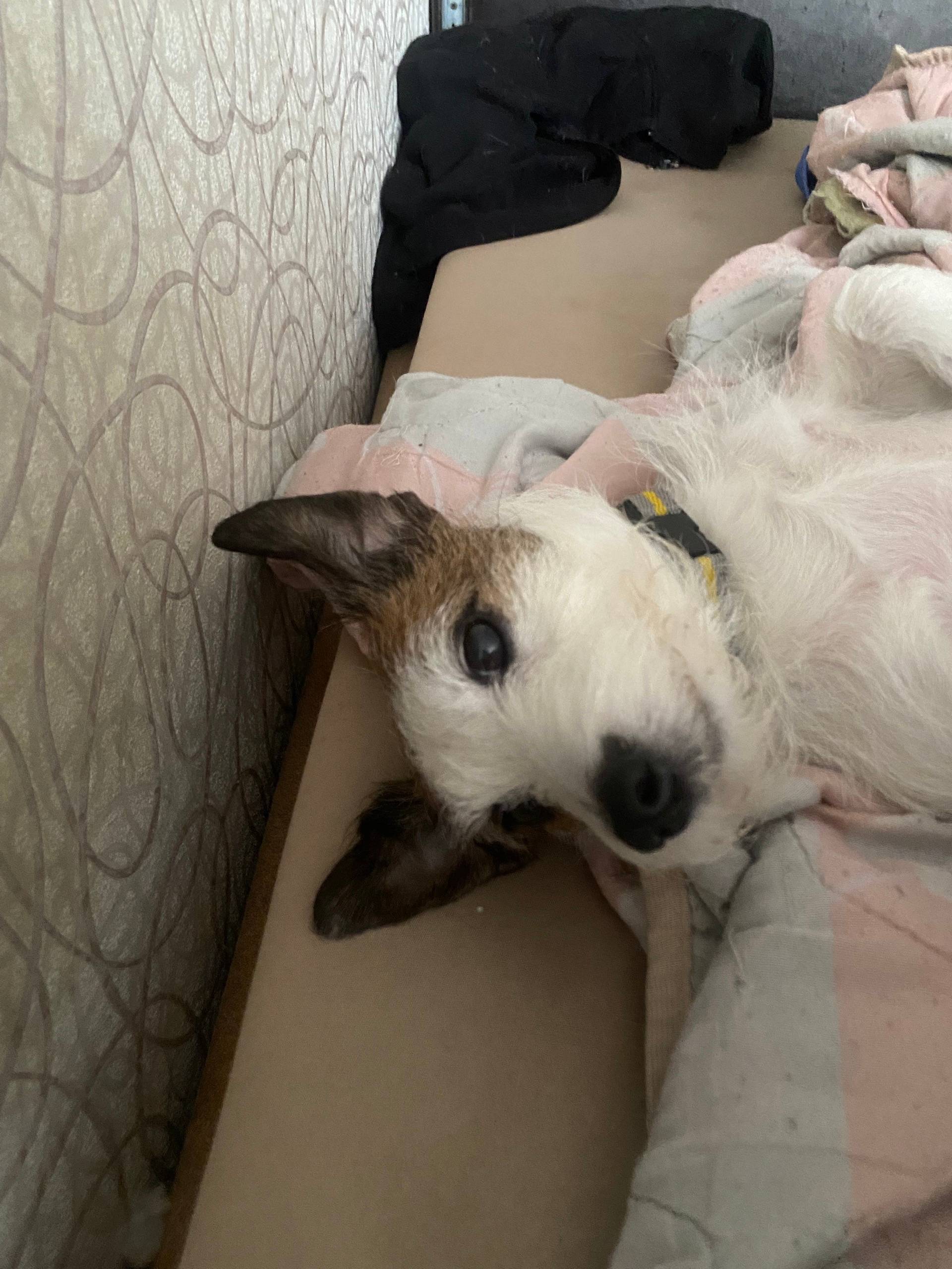 Пропала собака Буся, второй соцгород