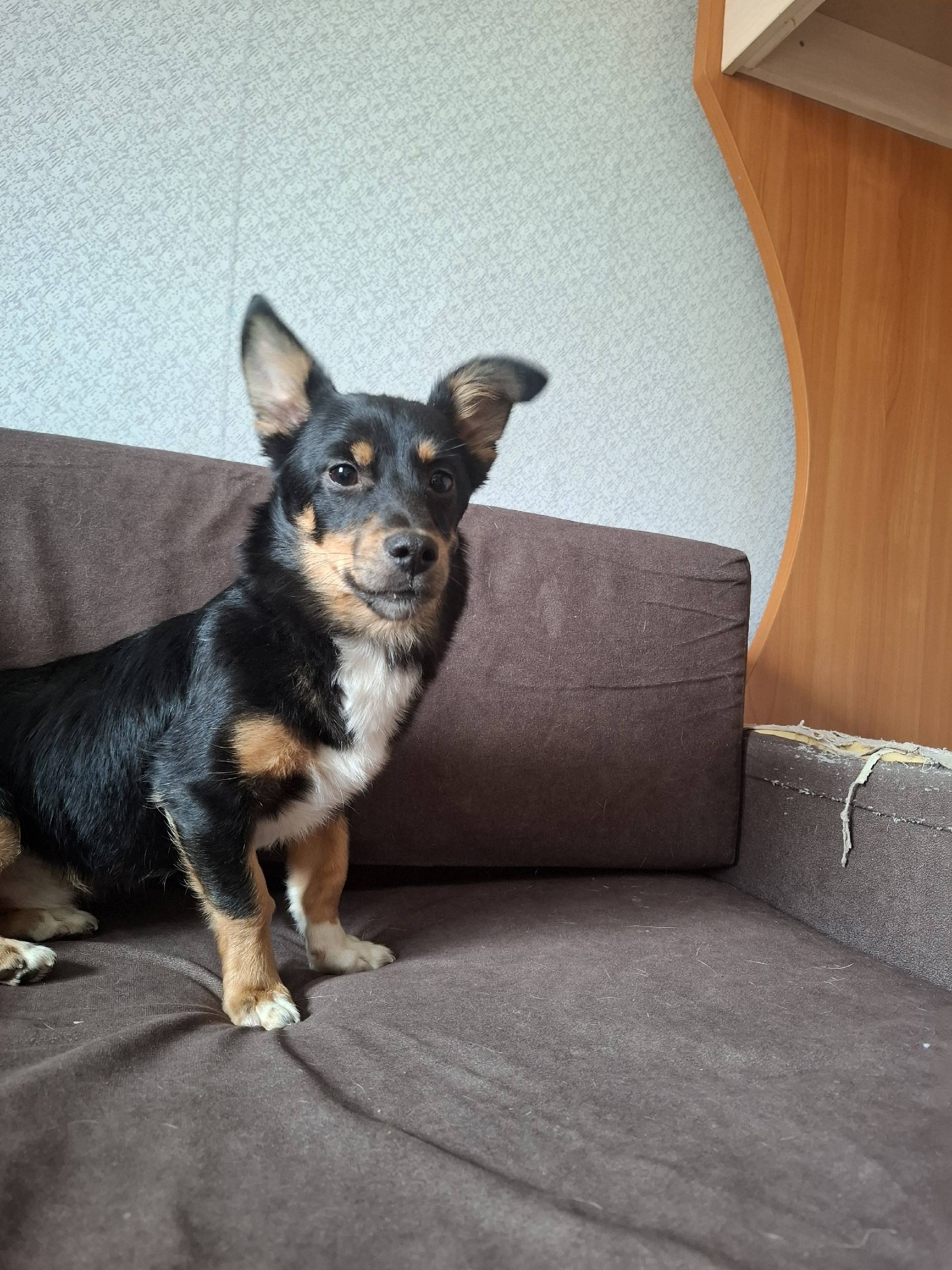 Найден пёс Филька, Юности, 20