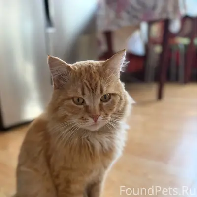 Пропал кот, район улицы Школьной