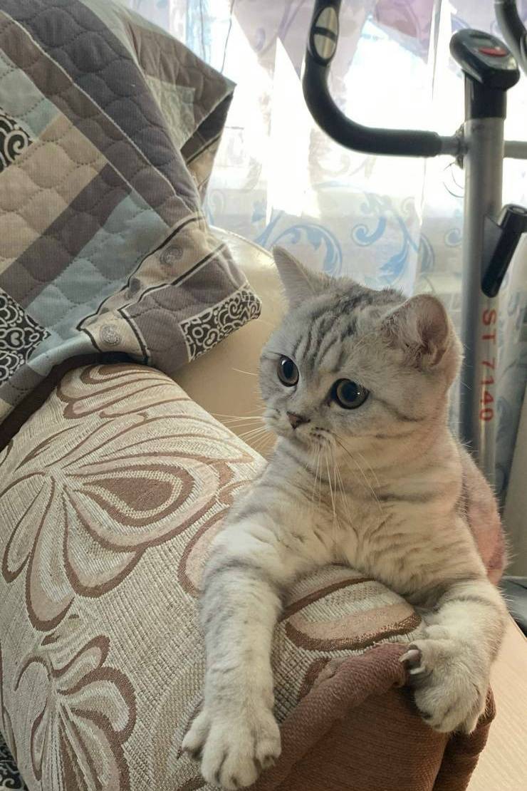 Пропала кошка Муся, Фокинский район