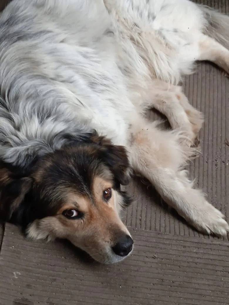 Пропал кобель Дик, Новая Усмань