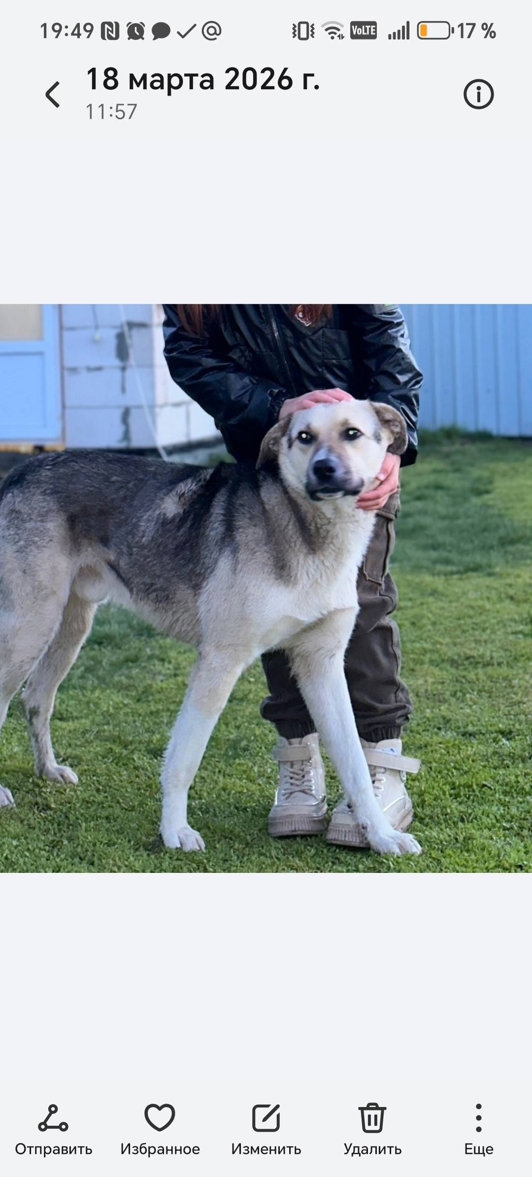Пропала собака, приют 'Остров надежды'