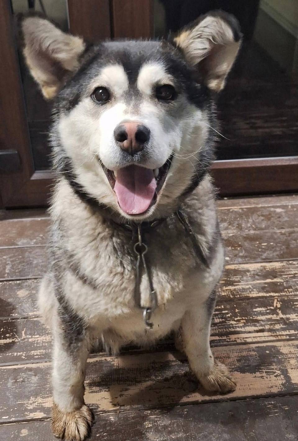 Пропала собака Юта