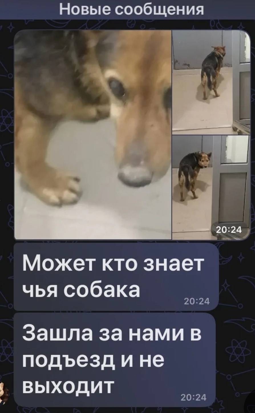 Найдена собака, Мещерка