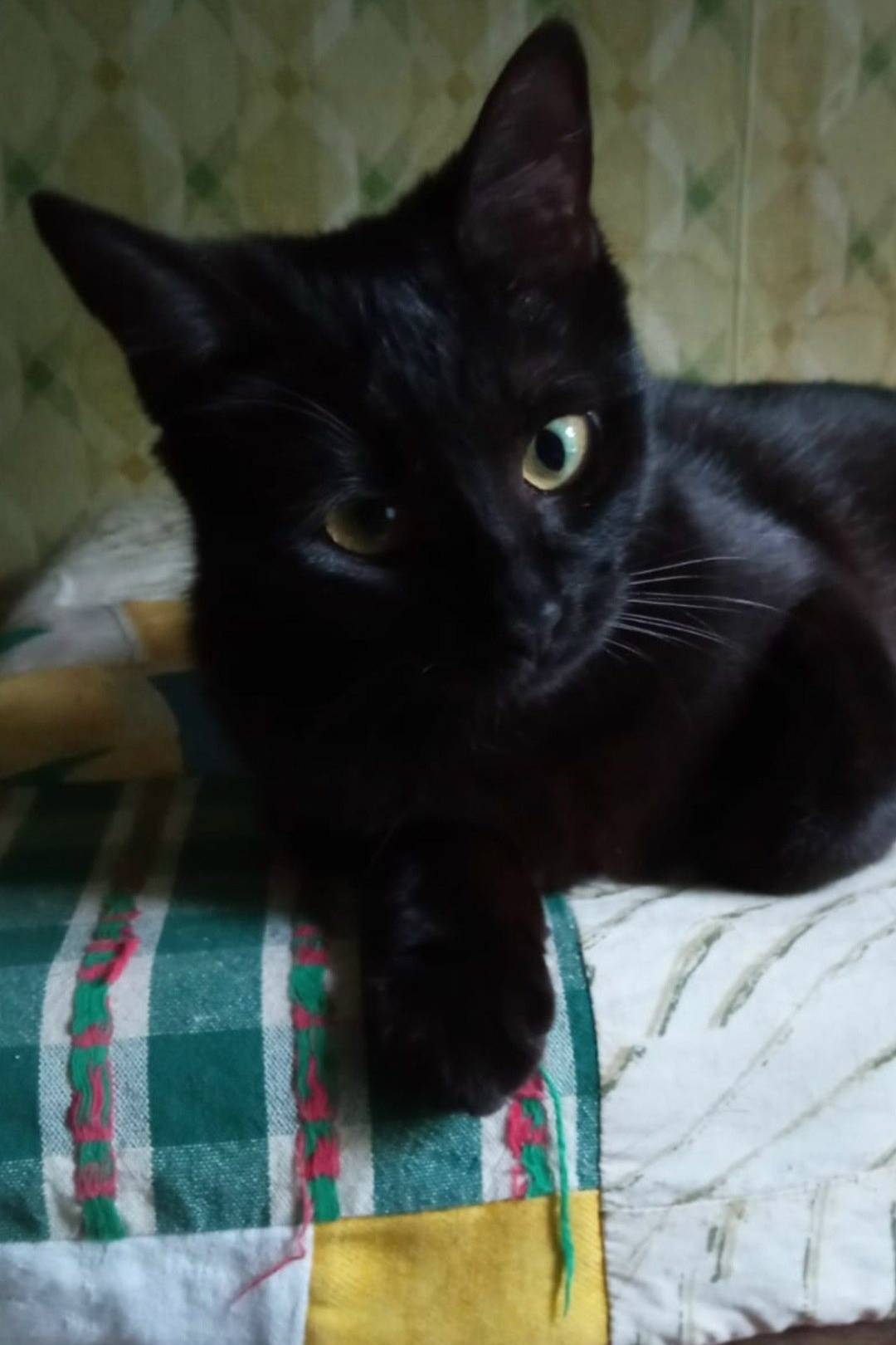 Пропала чёрная кошка, база 5ска