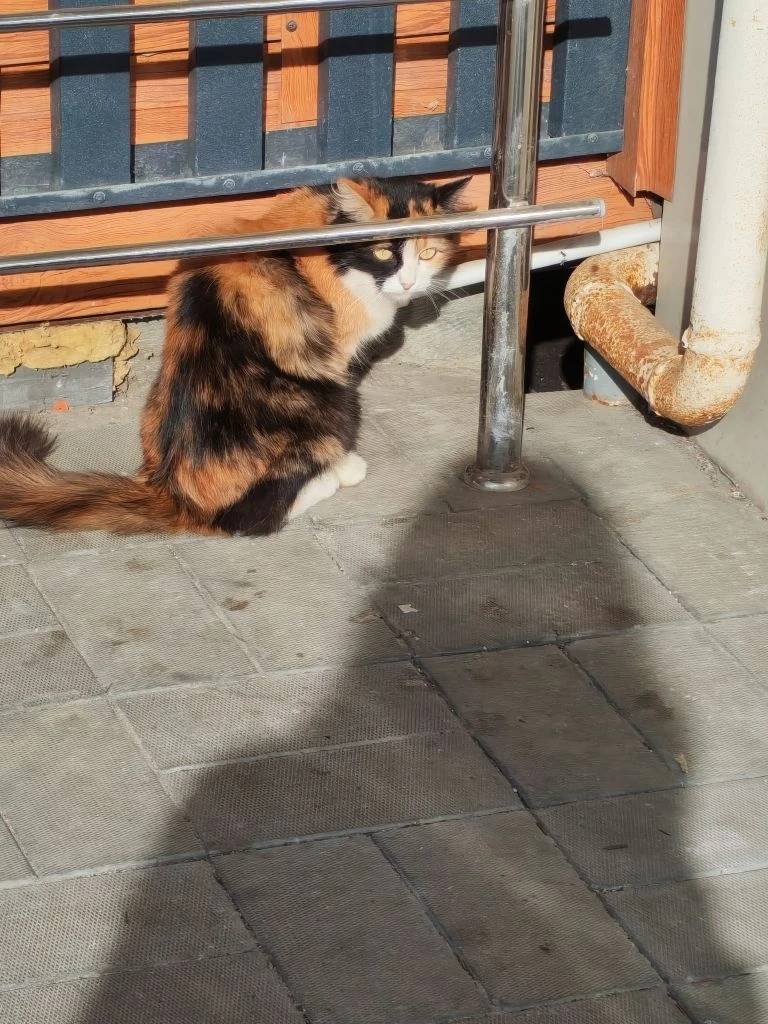 Найдена кошка, у гостиницы Саранск