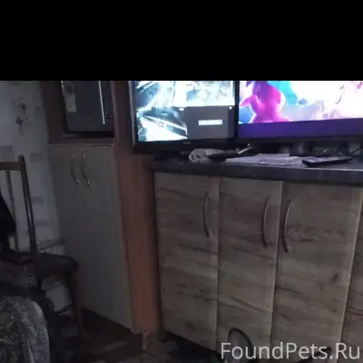Пропала немецкая овчарка, Ильино-Ильиногорск