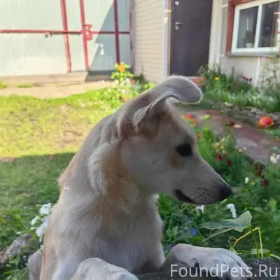 Пропал пес Сэм, посёлок Памяти 13 Борцов