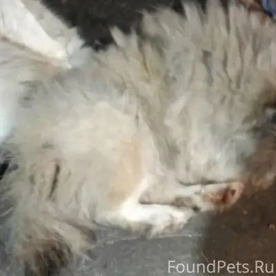 Пропал Тайко, собака