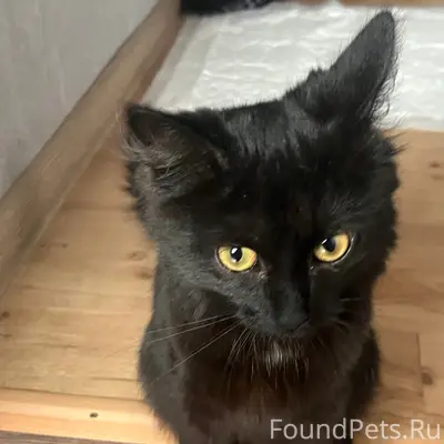 Найдена чёрная кошка, район Шубиных