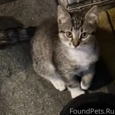 Пропал котенок, улица Первомайская