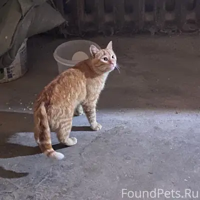 Найден кот, Крамоторская 22/2