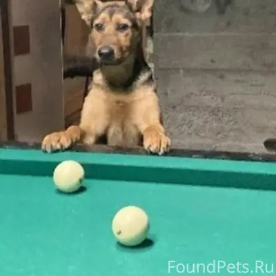 Пропала собака Найда, Пудость