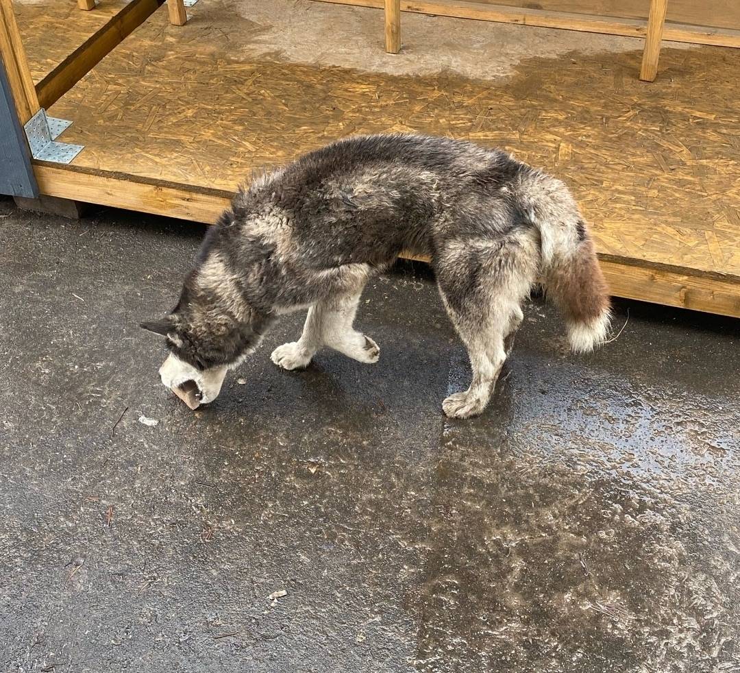 Найден метис хаски, Гусино, Краснинский р-н