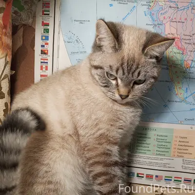 Пропал тайский (сиамский) кот, район роддома в Урюпинске