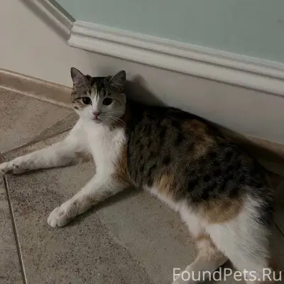 Пропала кошка Тина, Коломна