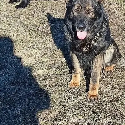 Пропали немецкие овчарки Чиф и Магия, район Круглого