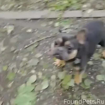 Пропал французский бульдог Заг, Александровская ферма