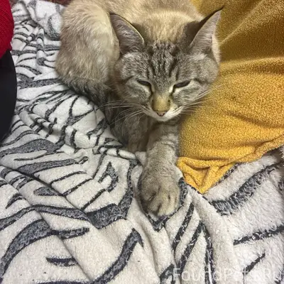 Найдена кошка, улица Соловьёва, 22Г