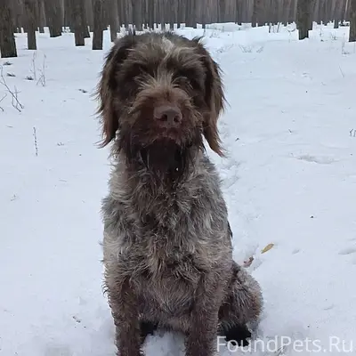 Пропали русская гончая и дратхаар, с. Незнамово
