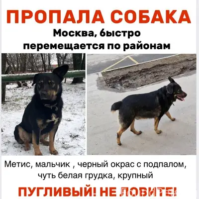 Пропал метис, последний сигнал на ул. Ботаническая