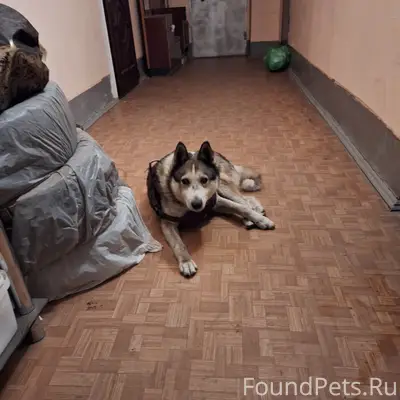 Найден пёс, Невский район