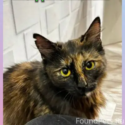 Найдена кошка, около инфекционной больницы