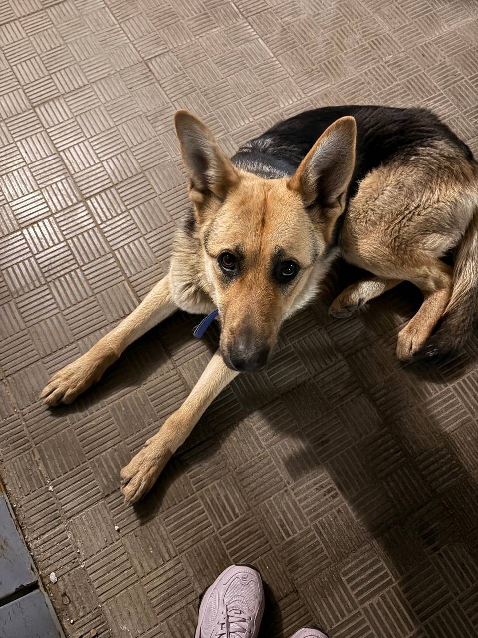 Найдена собака, улица Северная, 2Б