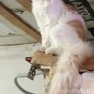 Пропал кот, район перед Тулака