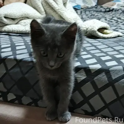 Пропал котёнок Томик, Крым, посёлок видное