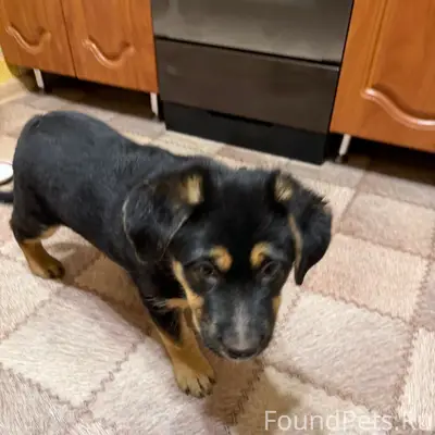 Найден щенок, Мурманск, район ул. Миронова - ул. А. Бредова