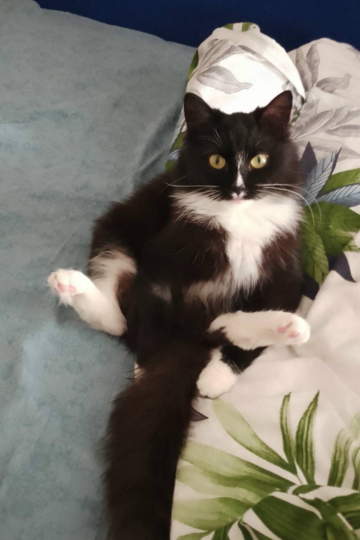 Пропала кошка, Ленина 55