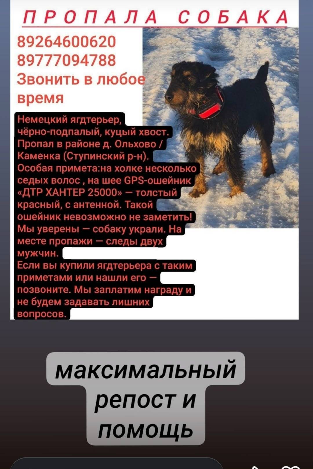 Пропала собака