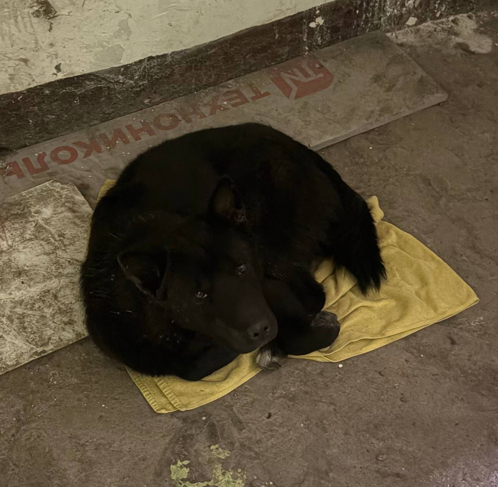 Найден пёс, Вагонка, район Увз