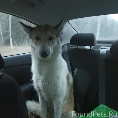 Найден рыжий с белым кобель, Московский тракт