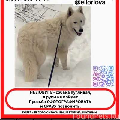 Пропал Белая Швейцарская Овчарка Барс, Чебоксары