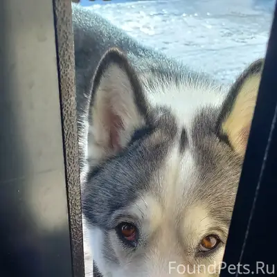 Найден кобель, Тельвиска