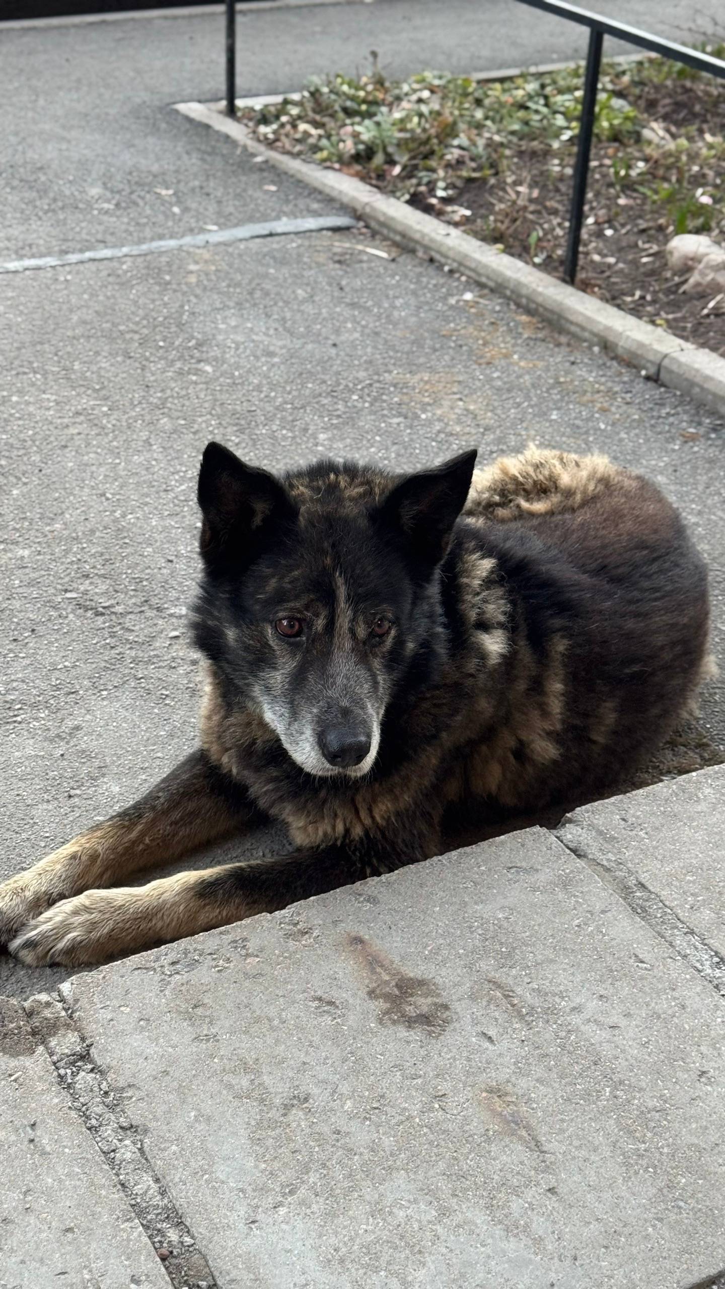 Пропала собака, Пушкин и Пушкинский район