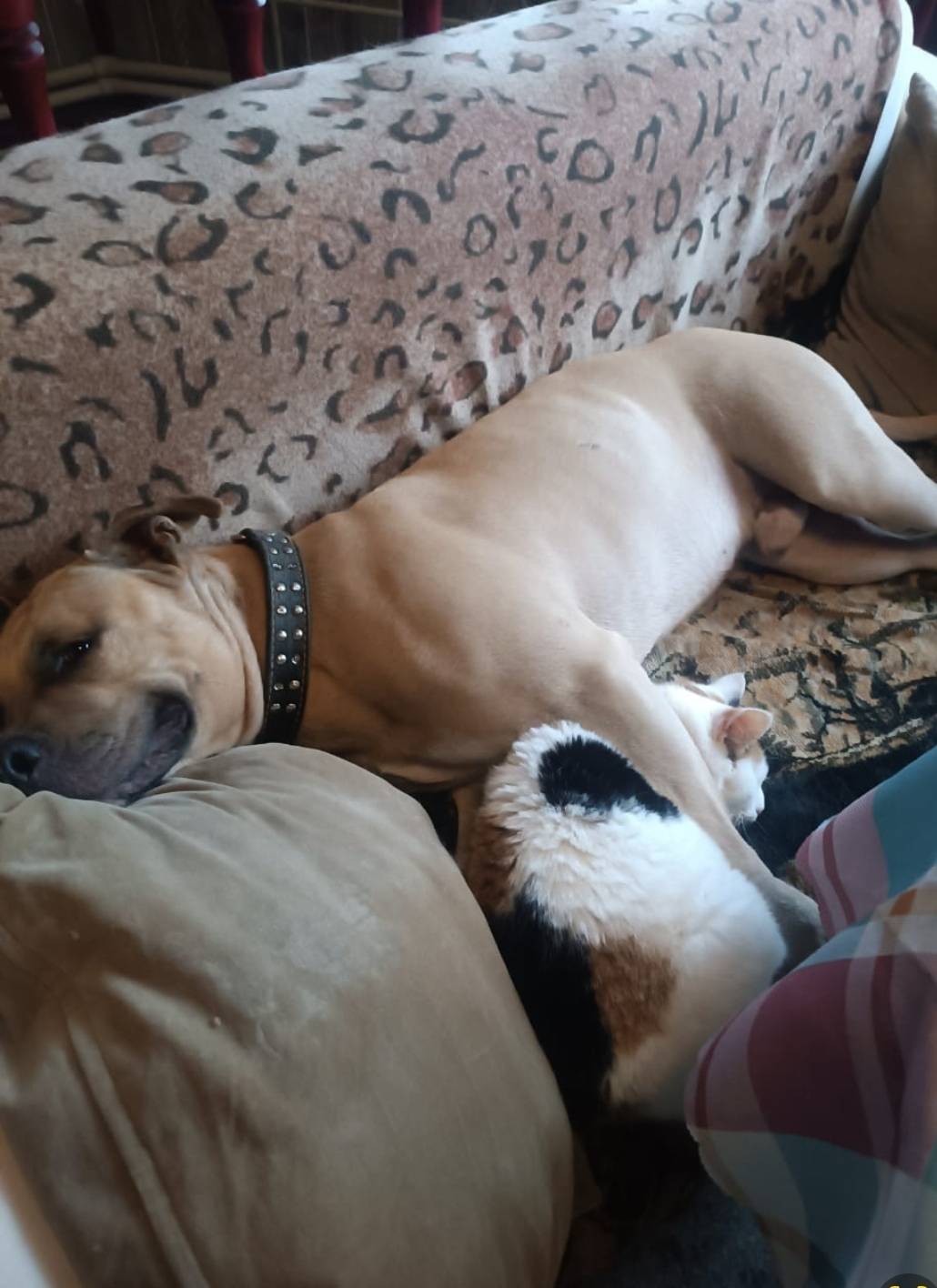 Пропал стаффордширский терьер Тайсон, д. Нефедихи