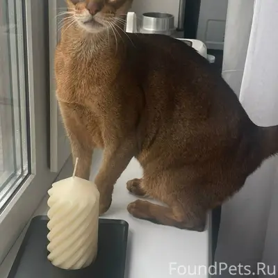 Найдена абиссинская кошка, ул. Гражданская