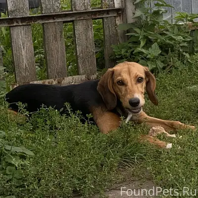 Пропала Джесси, метис спаниеля и бигля, район пятака