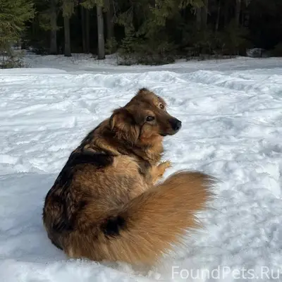 Пропала собака Белка, с. Степаново
