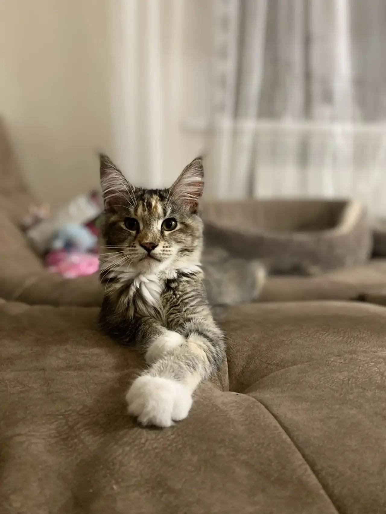 Пропала кошка Рысь, мейн-кун, Садовый массив